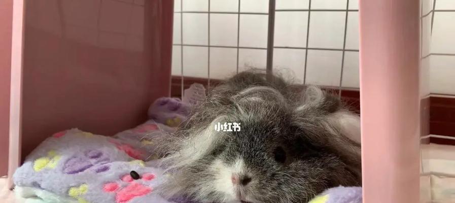 萌宠天竺鼠的饲养指南（学会正确饲养，让天竺鼠健康快乐成长）