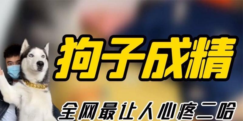 哈士奇一天应该喂几顿？（了解哈士奇的饮食需求，保持健康成长）