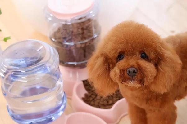 泰迪犬的保暖之道（冬天来临，怎样照顾你的泰迪宝贝？）
