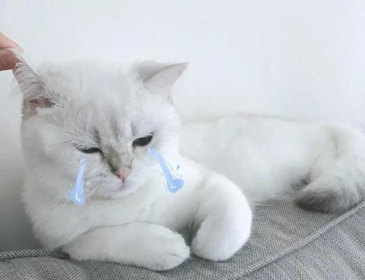 猫的食欲与影响因素（猫的食欲低下和异增的原因解析）