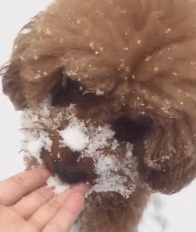 泰迪犬为什么突然间喝很多水？（探究泰迪犬大量饮水的原因及预防方法）
