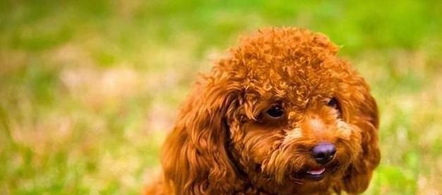 泰迪犬的夏天（掌握关键信息，宠物泰迪犬安全度过炎炎夏日）