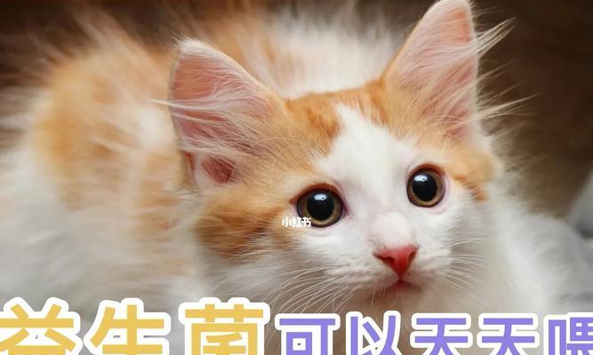 如何喂养猫咪以发挥最大的益生菌效果（从饮食到健康，关键在于正确喂养）