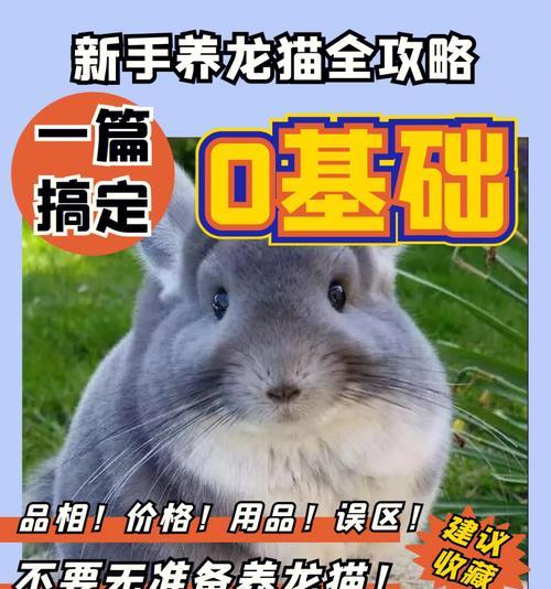 全面指南｜如何高质量地饲养龙猫（新手必读，了解龙猫养护的关键）