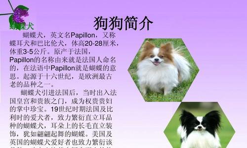 狗的分类方法及种类（了解不同的狗的分类方式和品种特点）