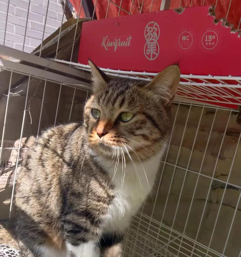 如何正确喂养刚领养的小奶猫（小奶猫喂养技巧及注意事项）