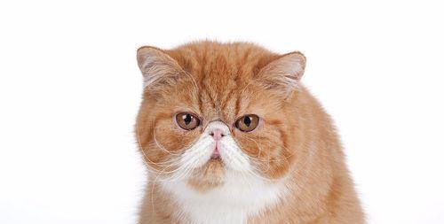 异国短毛猫饲养常见问题及解决方法（解决异国短毛猫饲养中常见问题的有效方法）