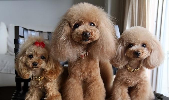 标准贵宾犬价格究竟如何？（了解标准贵宾犬价格的要点和因素）