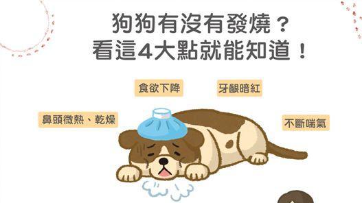 狗狗生宝宝后发烧的原因和处理方法（了解狗狗生产后的发烧原因，及时帮助宝宝恢复健康）
