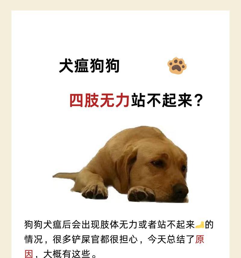 探究狗狗头号杀手犬瘟热（了解犬瘟热的等级周期和有效的预防措施）