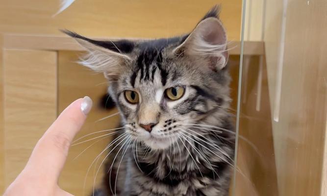 饲养缅因猫（探索缅因猫的饲养难度及其魅力所在）