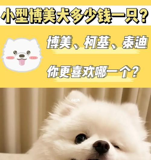 博美犬的价格及市场行情调查（以博美为例，探讨犬只价格的高低因素及购买建议）