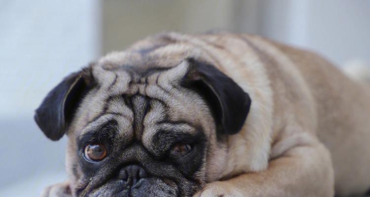 巴哥犬的饲养注意事项（了解巴哥犬的性格特征，让你的伴侣更健康、快乐、安全）