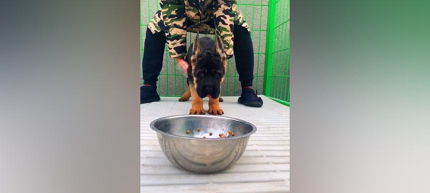 幼犬喂养指南（定时定量喂食的关键）