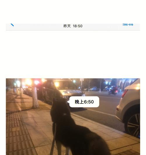 揭开养狗后的6大谣言，真相惊人！