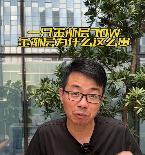 为什么金渐层比银渐层更贵？（揭秘金渐层比银渐层贵的4个原因）