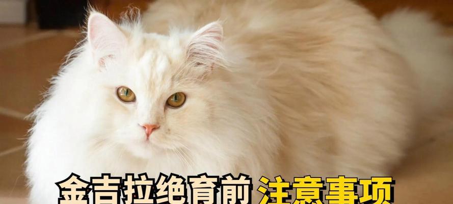 手术服的注意事项与猫咪绝育手术的生命安全