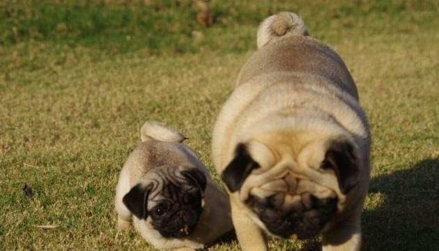 巴哥犬养护指南（了解巴哥犬的需求和如何正确照顾，让你成为巴哥犬的悉心主人）