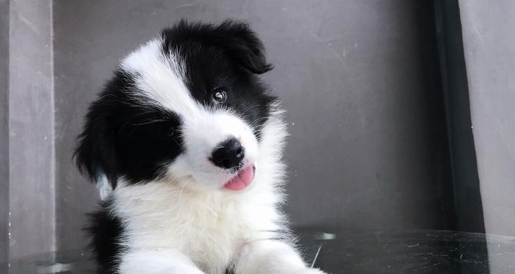 饲养边境牧羊犬的注意事项（成为边境牧羊犬饲养专家的关键要点）