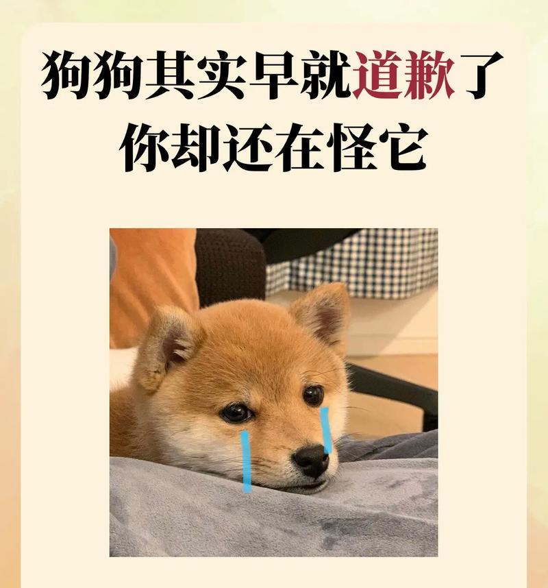 常见狗狗寿命盘点（了解不同狗狗寿命，宠物健康掌握关键）