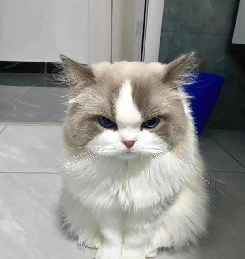 养布偶猫需注意的7大雷区，你踩了没？（小心陷入误区，布偶猫快乐健康的秘诀是什么？）