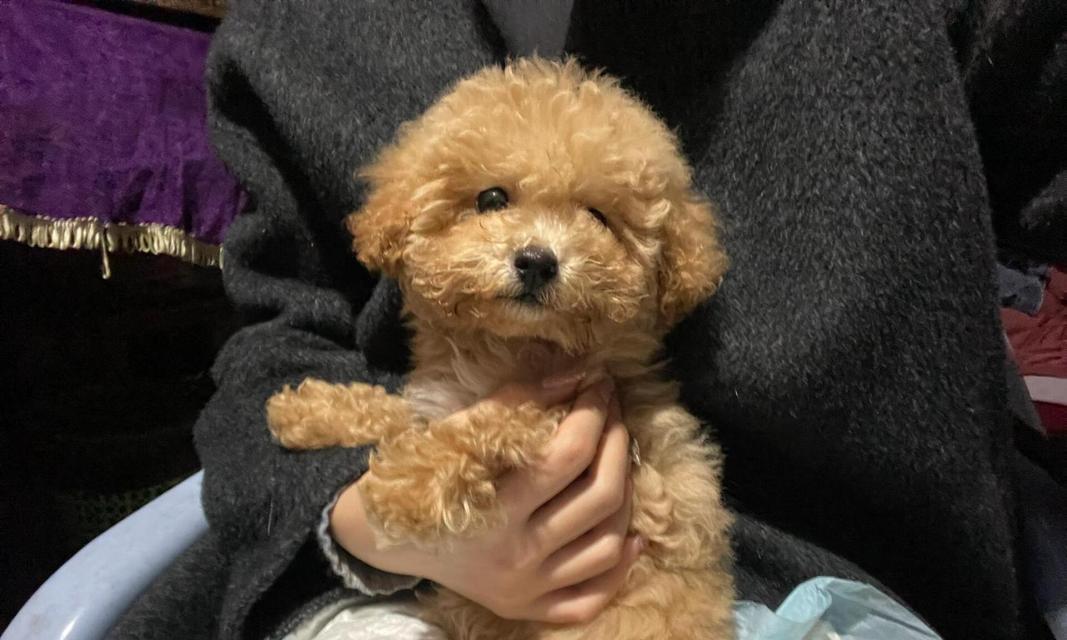 泰迪狗的价格与影响因素（揭秘泰迪狗价格的背后原因）
