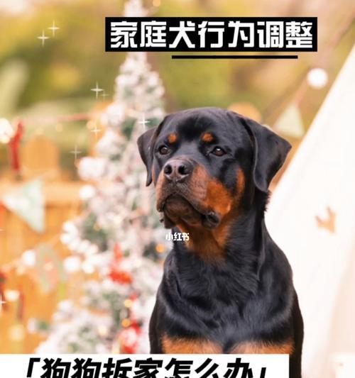 探讨以盘点狗狗的“最新”价格表（揭秘狗狗价格的涨跌趋势与投资回报）