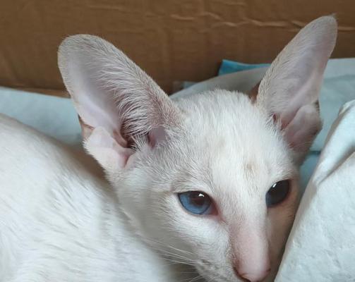 猫咪的四只耳朵，隐藏的作用（揭开猫咪神秘的耳朵，听到不为人知的声音）
