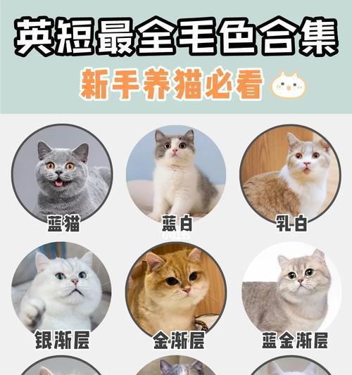 英国短毛猫的毛发护理指南（保持英国短毛猫毛发健康亮丽的秘诀）