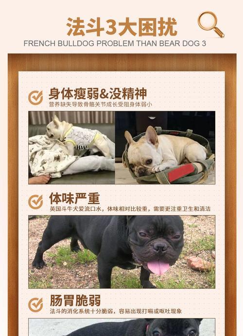 如何合理饲养法斗犬——狗粮摄入量及判断吃饱方法（了解合适的狗粮摄入量及有效判断法斗饱食程度的方法）
