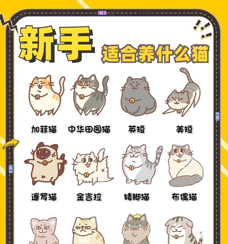 幼猫的养育指南（打造幼猫健康快乐的成长环境）