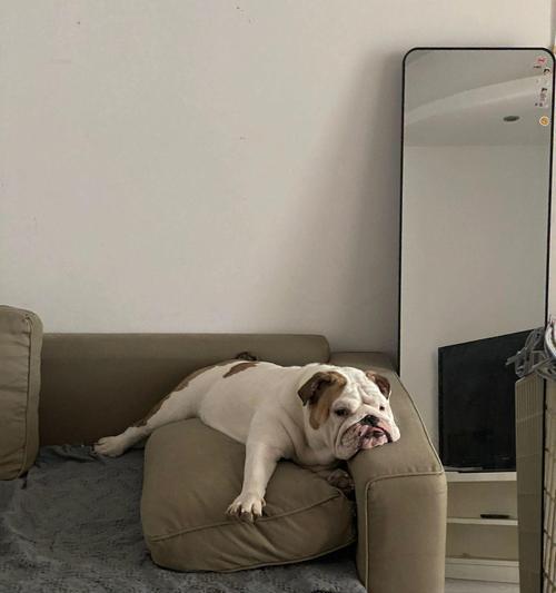 饲养英国斗牛犬的几大好处（了解英国斗牛犬的品种特点，拥有忠诚、友善和适应性强的宠物伴侣）