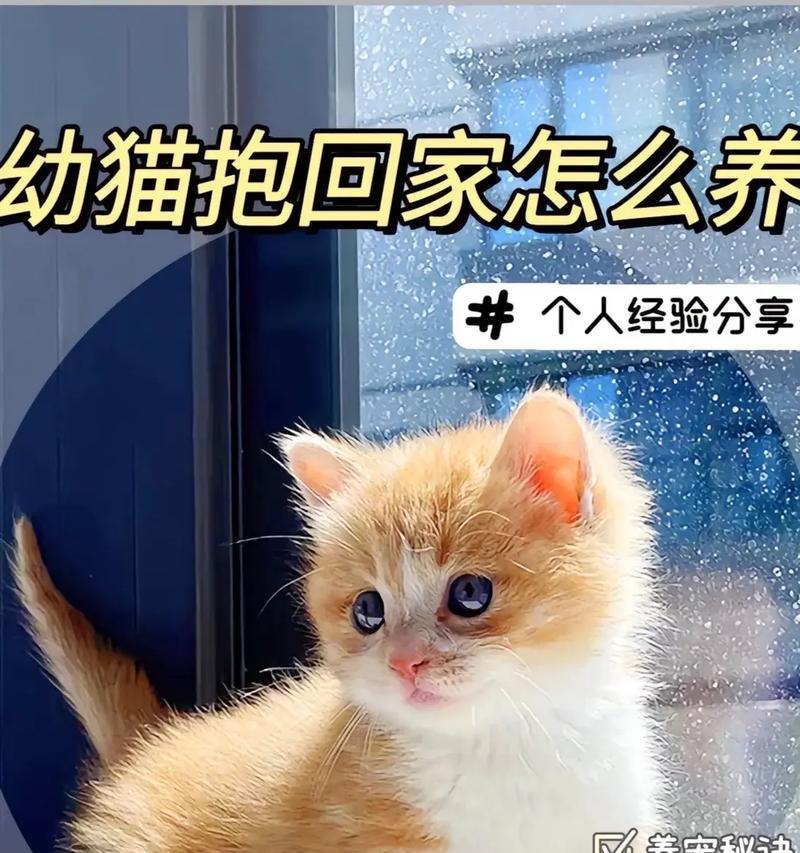 如何科学养活一个月大的小猫？（合理饲养与健康成长，细心呵护从小开始）