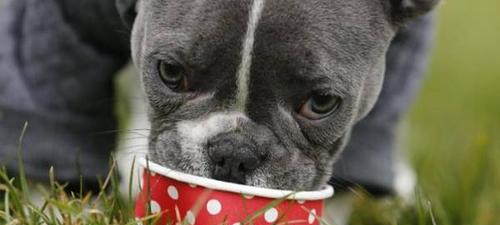 斗牛犬被高温折磨（拒绝遛狗暴露狗狗于高温之下，我们该做些什么？）