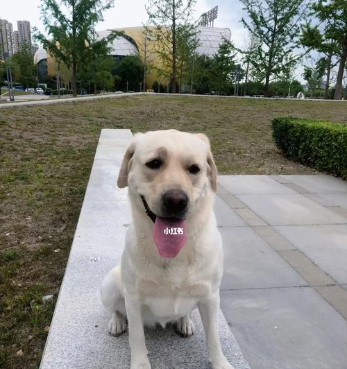 拉布拉多犬的理想体重与管理方法（如何判断拉布拉多犬的体重是否正常及如何管理体重）