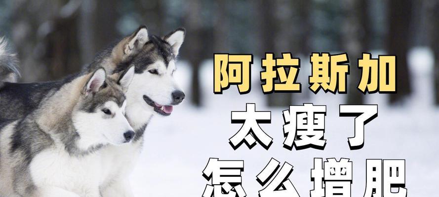 如何正确安排成年阿拉斯加的每日饮食？（了解合理饮食规划的关键）