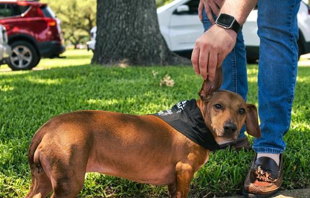 探索现代腊肠犬品种的多样性（七种现代腊肠犬的品种特征与历史渊源）