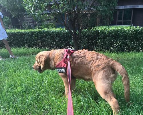 金毛犬不需要的六样东西（为你的金毛犬提供更合适的生活方式）