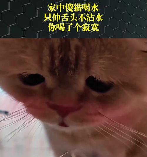 猫咪饮水指南（为什么猫咪需要足够的水和如何保证它们的水分摄入？）