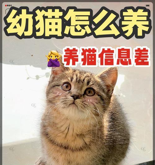 从幼猫到成猫（为您的幼猫提供健康营养的饮食，让它茁壮成长）