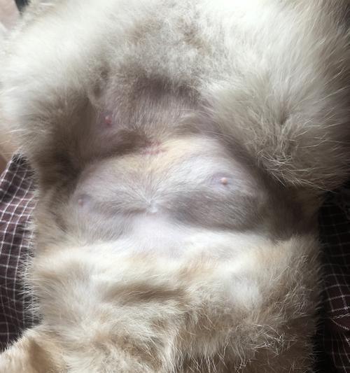 猫咪乳头的数量及异常状况（正常猫咪乳头数量分布及异常情况解析）