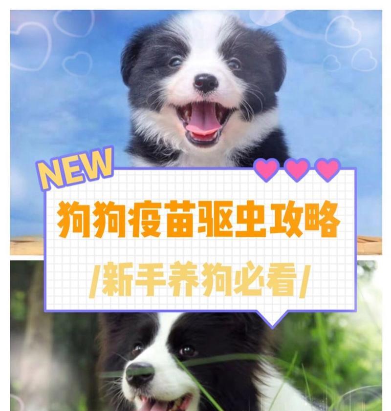 狗狗免疫时间安排（正确的疫苗接种时间表和免疫计划）