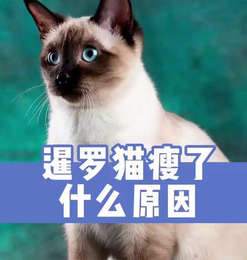 暹罗猫的营养需求与饲养注意事项（了解暹罗猫的食物需求与健康生活方式）