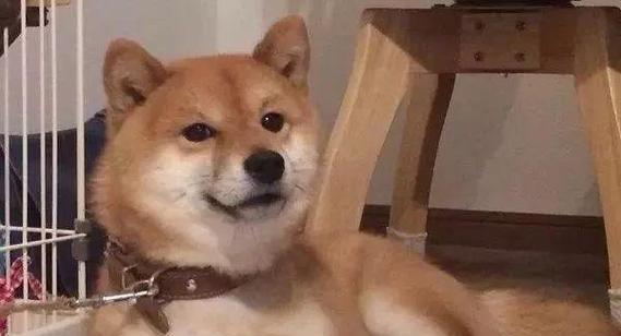 小狗3-6月成长黄金时间，主人要注意什么？（呵护宝贝犬的关键期，从3-6个月的成长开始）