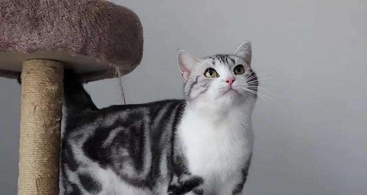 为什么暹罗猫价格便宜却没有美短英短受欢迎？（探讨暹罗猫相对低人气的原因和美短英短的成功之道）