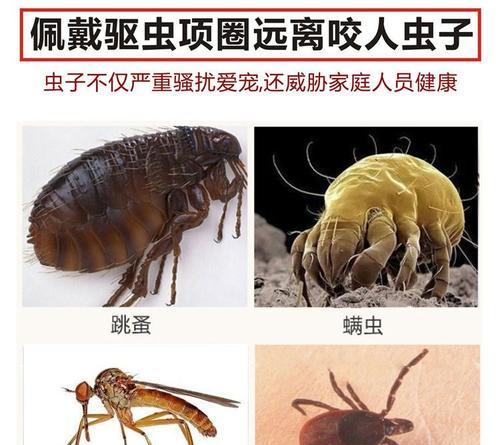 摆脱狗狗身上的跳蚤，让宠物远离烦恼！（家有跳蚤，一起来解决！）