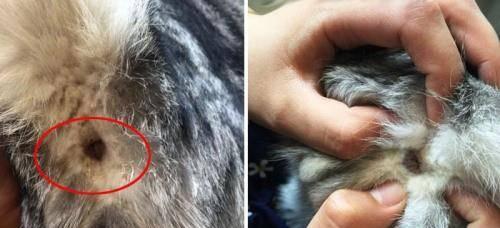 猫咪肛门腺的问题及症状解析（为什么猫咪需要定期清理肛门腺？肛门腺问题的常见症状和处理方法）