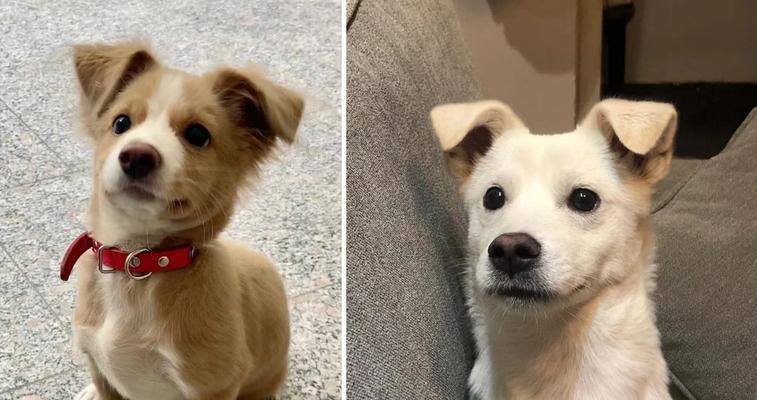 中华田园犬与日本柴犬的身价差距（从生态环境到文化认知，解析两种犬种身价背后的原因）