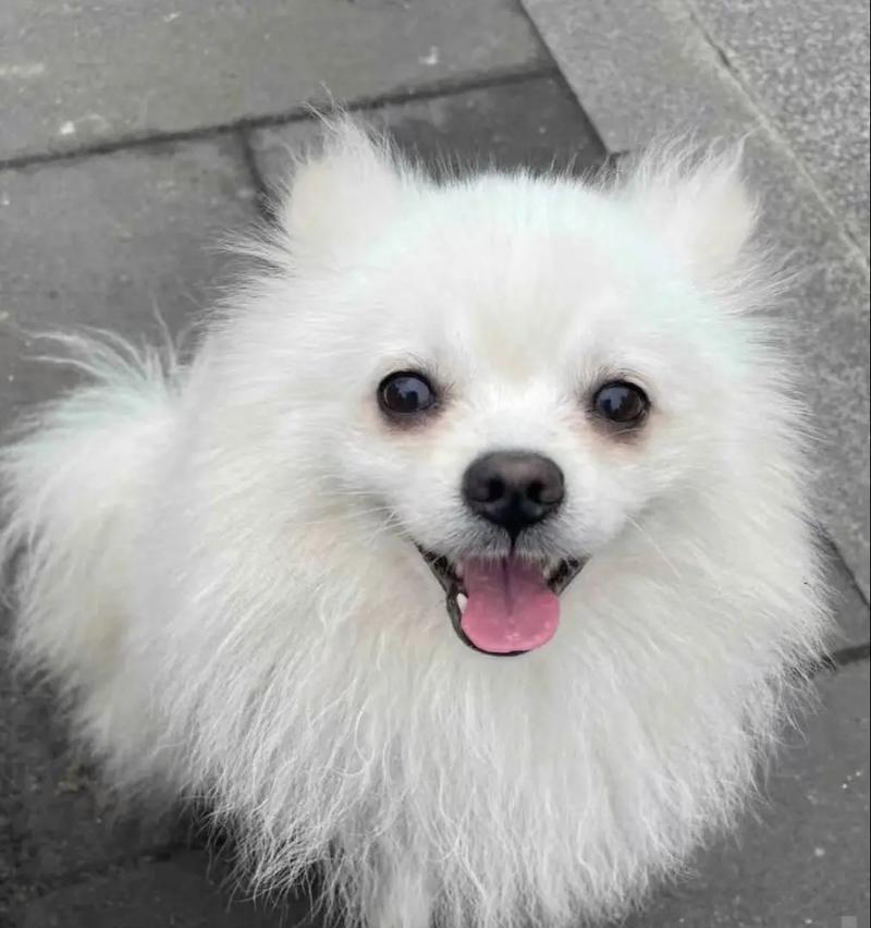 孕妇家庭是否适合养狗？（宠物狗与孕妇健康的关系及注意事项）