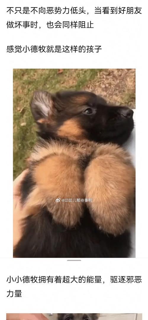 小德牧的合理饮食需求（以不知道小德牧一天吃多少为话题探讨其营养搭配）